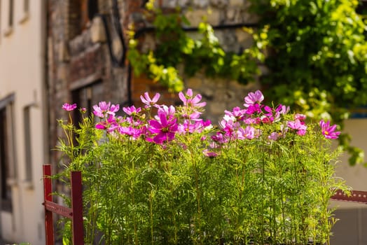 Blooming cosmos flowers on a town street background
