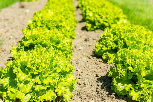 Cultivated field: fresh green salad bed rows. Shot with a selective focus