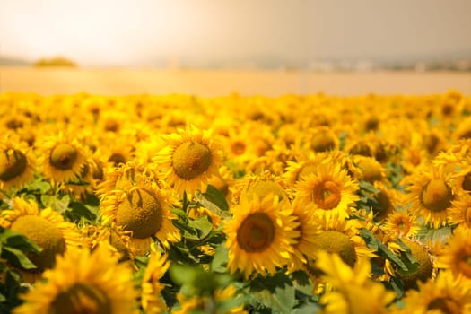 Bright Summer Sunflowers Field. Horizontal filtered shot