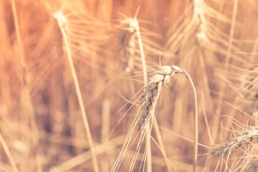 Ripe Cereal field. Shot with a selective focus