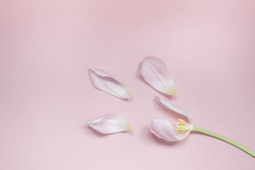 Pink tulip with petals on a pink background. Flat lay top view. Valentines romantic love easter spring concept