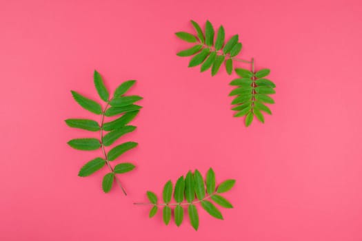 Creative flat lay top view pattern with fresh green rowan tree leaves on bright pink background with copy space in minimal duotone pop art style, frame template for text