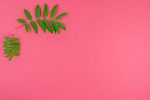 Creative flat lay top view pattern with fresh green rowan tree leaves on bright pink background with copy space in minimal duotone pop art style, frame template for text