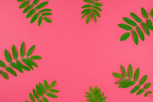 Creative flat lay top view pattern with fresh green rowan tree leaves on bright pink background with copy space in minimal duotone pop art style, frame template for text