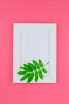Creative flat lay top view white frame mock up with fresh green rowan tree leaves on bright pink background with copy space in minimal duotone pop art style, template for text