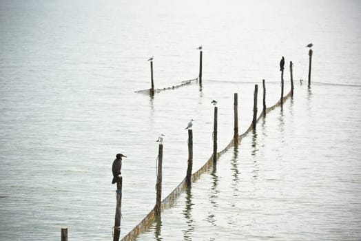Northern Sea landscape: still water and birds on wooden posts