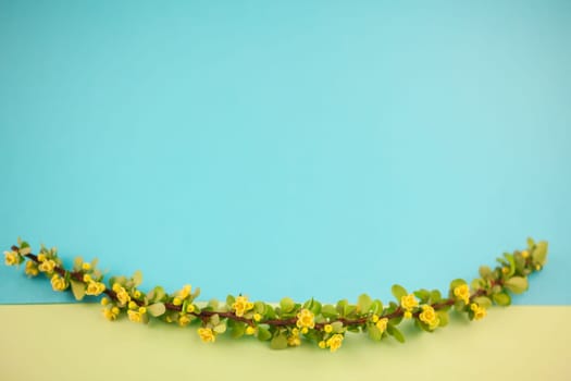 Spring blossoming barberry branch with green leaves, barbs and yellow flowers on pastel color paper background with copy space in minimal style, template for text