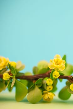 Spring blossoming barberry branch with green leaves, barbs and yellow flowers on pastel color paper background with copy space in minimal style, template for text