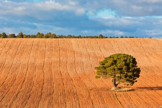 LonelyÊtree against blue sky with clouds andÊcultivatedÊfield.