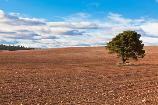 LonelyÊtree against blue sky with clouds andÊcultivatedÊfield.