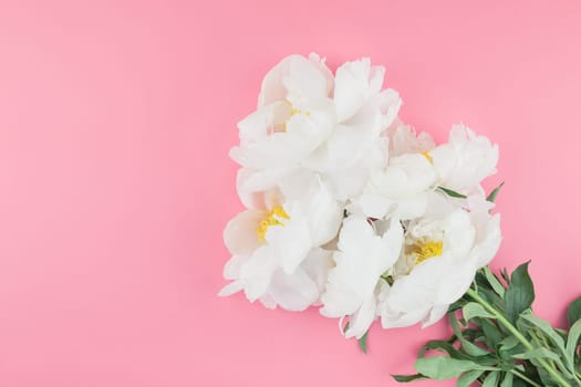 Blooming white peony flowers on pastel color paper background with copy space in minimal style, template for postcard, lettering, text your design. Wedding invitation and celebration greeting concept