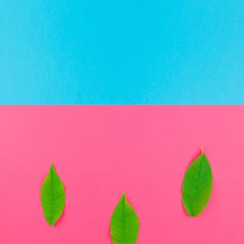 Creative flat lay top view pattern with fresh green leaves on bright pink and blue square background with copy space in minimal pop art style, template for text