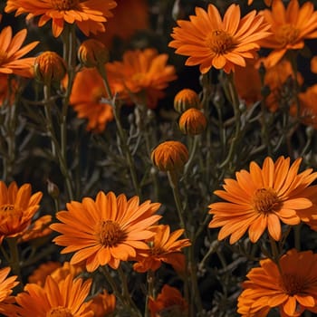 Close-up shot of orange daisies with green leaves. The flowers are in focus, with the leaves slightly blurred. High quality photo