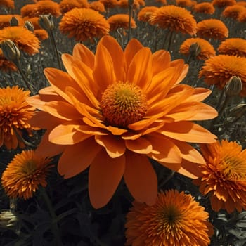 A single orange daisy with a yellow center, surrounded by other daisies and buds. The background is blurred, creating a soft and delicate look. High quality photo