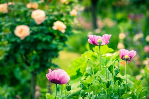Pink poppies in a summer garden on sunny day. Horizontal shot