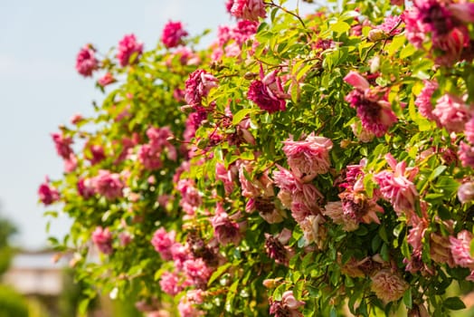 Bush of beautiful roses in a garden. Horizontal shot with a selective focus