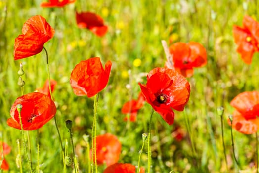 Red poppies in a summer meadow on sunny day. Horizontal shot