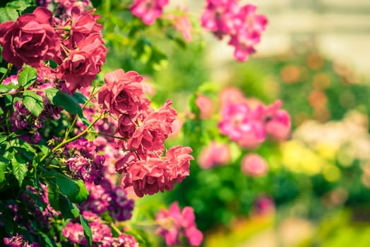 Bush of beautiful roses in a garden. Filtered shot