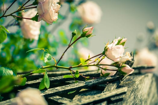 Bush of beautiful roses in a garden. Filtered shot