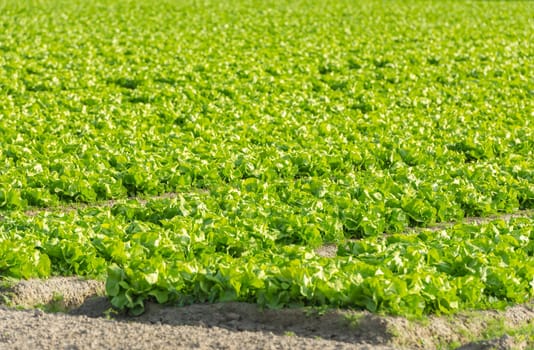 Cultivated field: fresh green salad bed rows. Shot with a selective focus