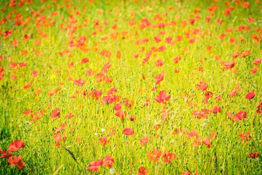 Red poppies in a summer meadow on sunny day. Horizontal shot
