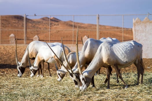 Herd of large antelopes with spectacular horns, Gemsbok, Oryx gazella, feeding.