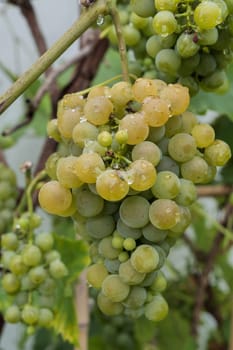 A bunch of grapes hanging from a vine. The grapes are green and wet. The vine is covered in leaves