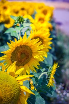 Sunflowers Field view. Filtered shot with a selective focus