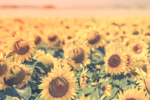 Bright Summer Sunflowers Field. Horizontal filtered shot