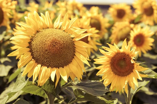 Sunflowers Field view. Filtered shot with a selective focus