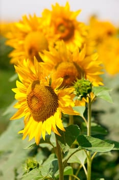 Sunflowers Field view. Filtered shot with a selective focus