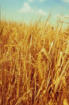 Ripe Cereal field. Shot with a selective focus