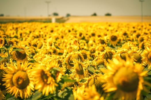 Bright Summer Sunflowers Field. Horizontal filtered shot