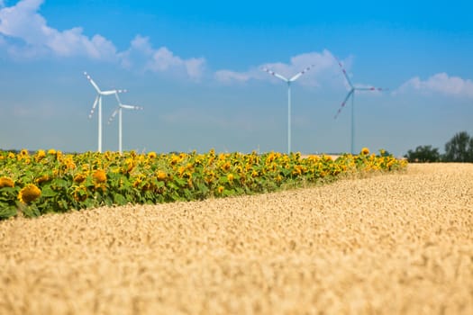 Cereal and Sunflowers Fields view. Filtered shot with a selective focus