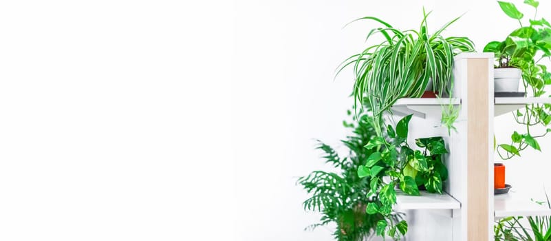 Green potted houseplants home decoration on white background. Home gardening concept. Indoor garden in bright light scandinavian style