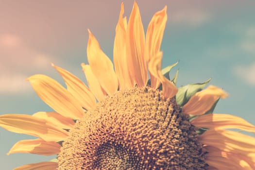 Sunflower Close up. Filtered shot with a selective focus