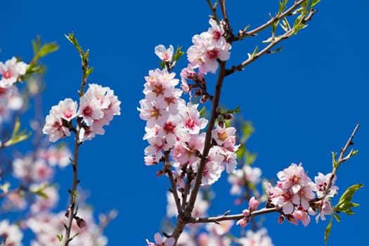Pink Flowers Blooming Peach Tree at Spring. Bright Blue Sky as Background