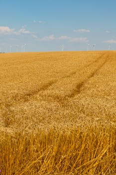 Ripe Cereal field. Filtered Shot with a selective focus
