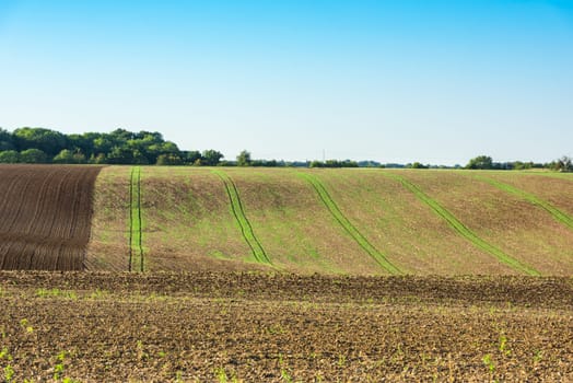 Agricultural field on a hill with young sprouts. Horizontal shot