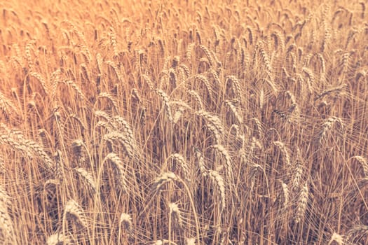 Ripe Cereal field. Shot with a selective focus