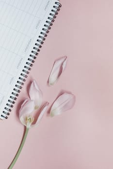 Pink tulip with open empty desk planner on a pink background. Flat lay top view. Wedding romantic love spring concept