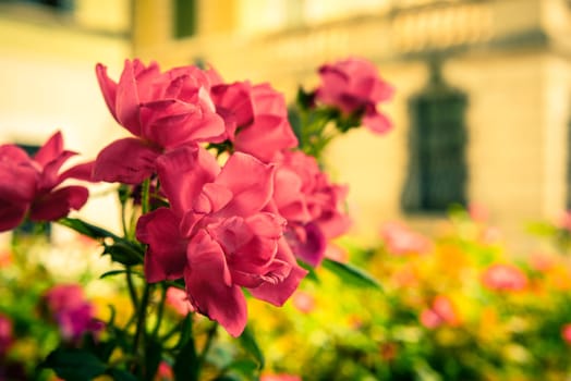 Bush of beautiful roses in a garden. Filtered shot