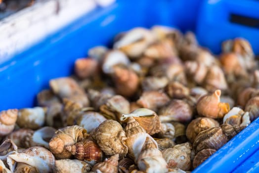 Raw small seashells for meal in a plastic container. The market scene