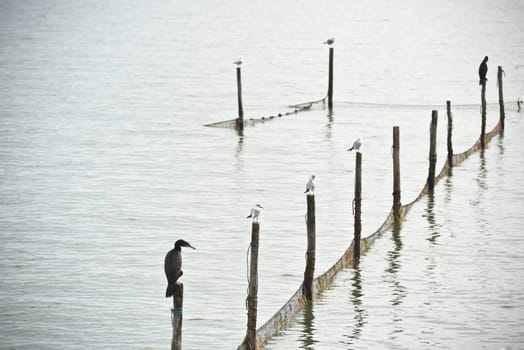 Northern Sea landscape: still water and birds on wooden posts