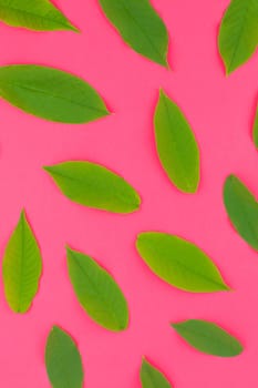 Creative flat lay top view pattern with fresh green leaves on bright pink background in minimal pop art style