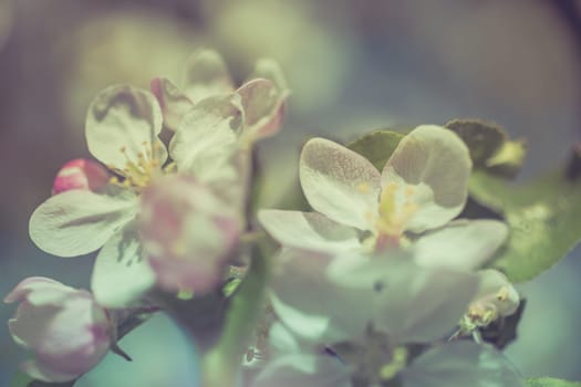 Apple blossoms over blurred nature background. Spring flowers creative macro image with bokeh. Shallow depth of field