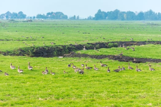 Lots of wild geese searching food on the meadow in Netherlands