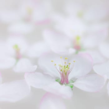 Square Close up of white spring blossoming apple tree flowers floating in aroma bowl of water. Spa and wellness concept