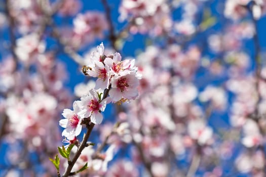 Pink Flowers Blooming Peach Tree at Spring. Bright Blue Sky as Background