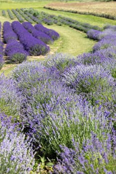 Picturesque meadow of blooming flowers of lavender, beauty of nature